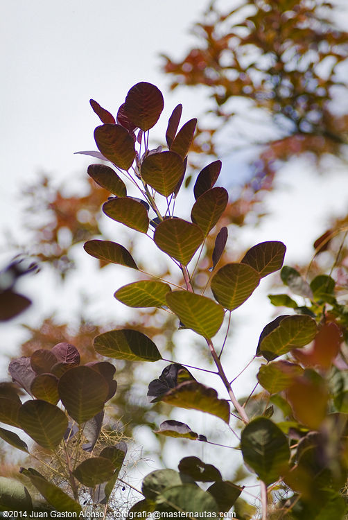 Cotinus Coggygria, con Nikon 100mm 2.8 E Series y Fujifilm Finepix S3 Pro
