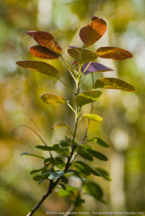 Cotinus Coggygria, con Nikon 100mm 2.8 E Series y Fujifilm Finepix S3 Pro