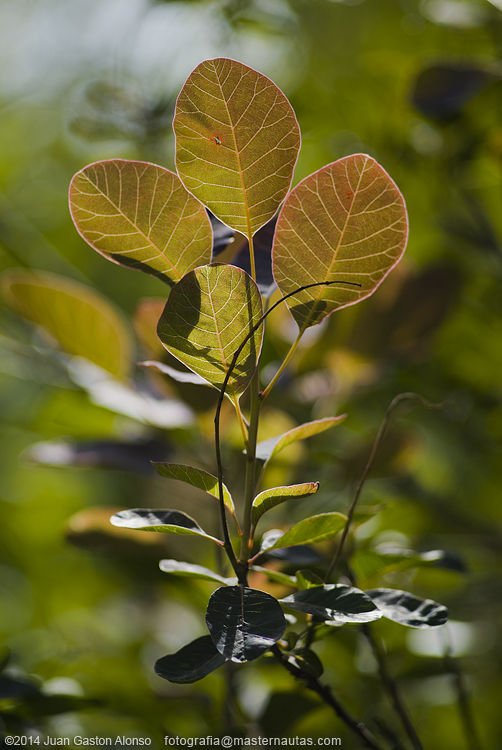 Cotinus Coggygria, con Nikon 100mm 2.8 E Series y Fujifilm Finepix S3 Pro