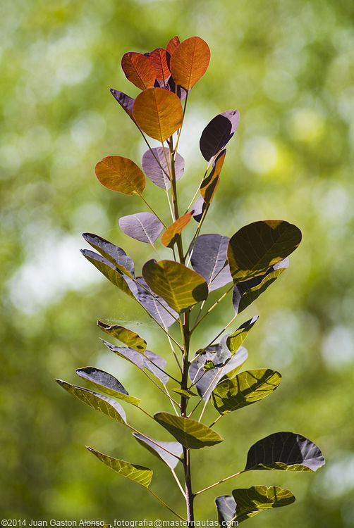 Cotinus Coggygria, con Nikon 100mm 2.8 E Series y Fujifilm Finepix S3 Pro