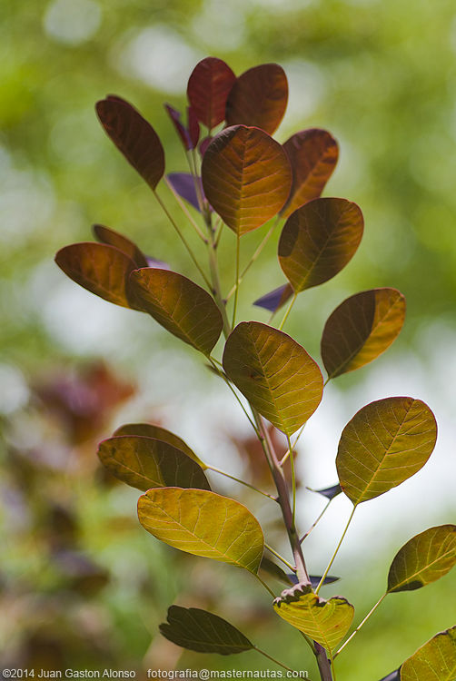 Cotinus Coggygria, con Nikon 100mm 2.8 E Series y Fujifilm Finepix S3 Pro
