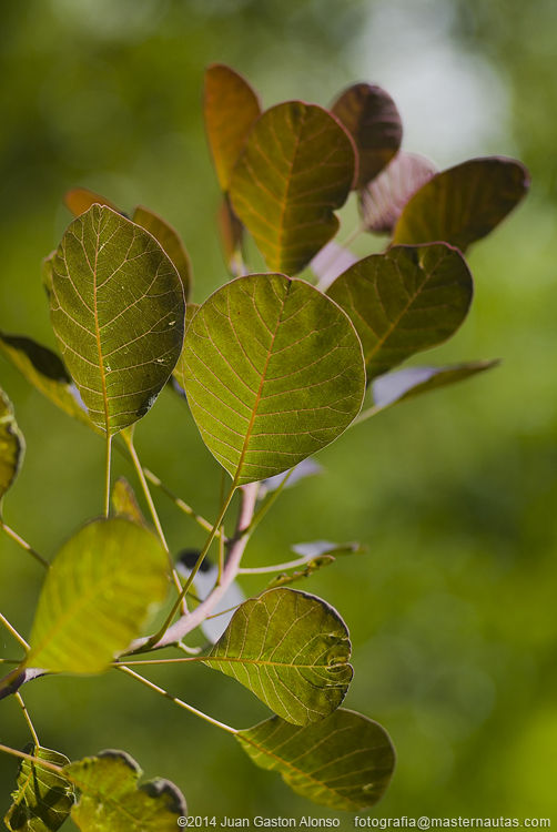 Cotinus Coggygria, con Nikon 100mm 2.8 E Series y Fujifilm Finepix S3 Pro