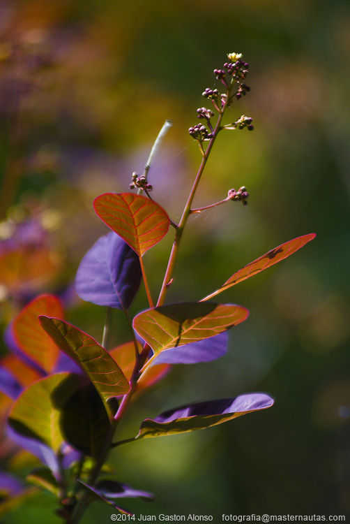 Cotinus Coggygria, con Nikon D80 y Sigma 75-200mm