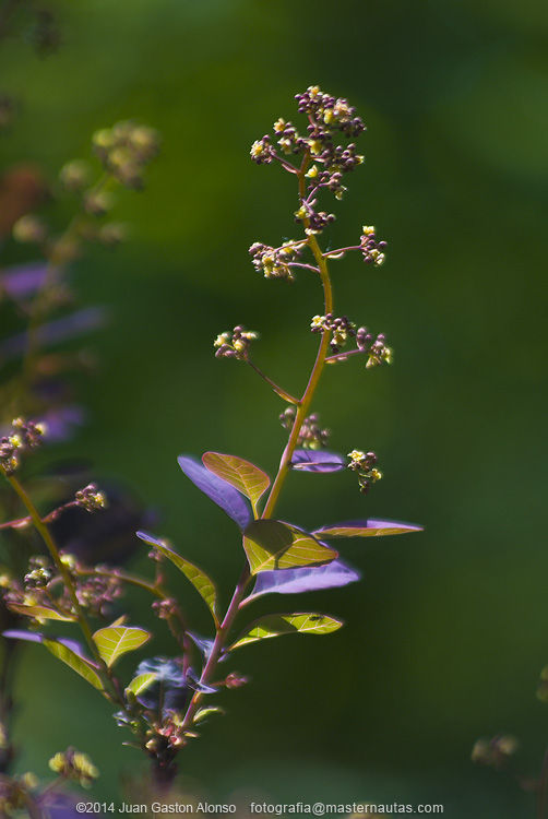 Cotinus Coggygria, con Nikon D80 y Sigma 75-200mm