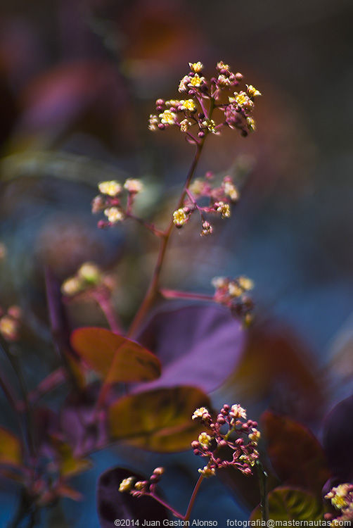 Cotinus Coggygria, con Nikon D80 y Sigma 75-200mm