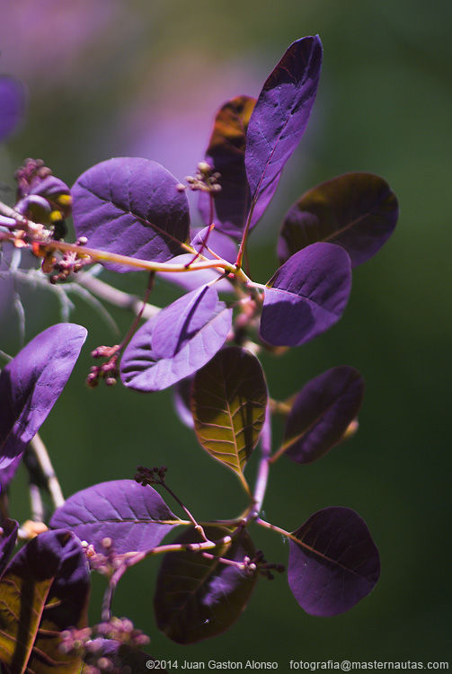 Cotinus Coggygria, con Nikon D80 y Sigma 75-200mm