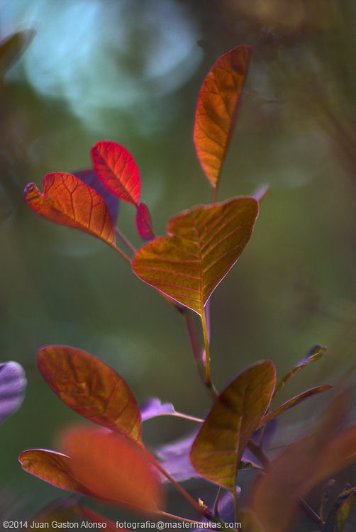 Cotinus Coggygria, con Nikon D80 y Sigma 75-200mm