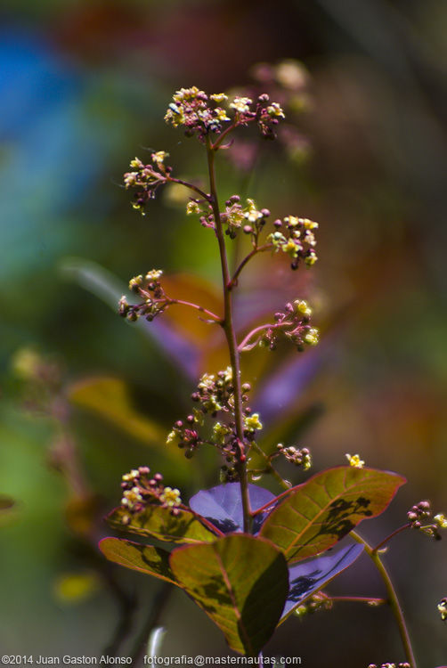 Cotinus Coggygria, con Nikon D80 y Tokina 70-200mm