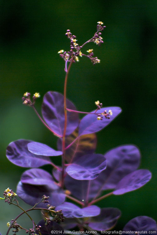 Cotinus Coggygria, con Nikon D80 y Tokina 70-200mm