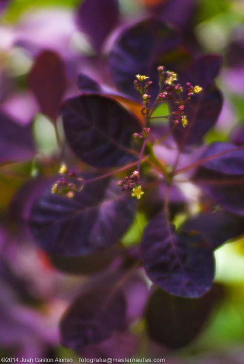 Cotinus Coggygria, con Nikon D80 y Tokina 70-200mm