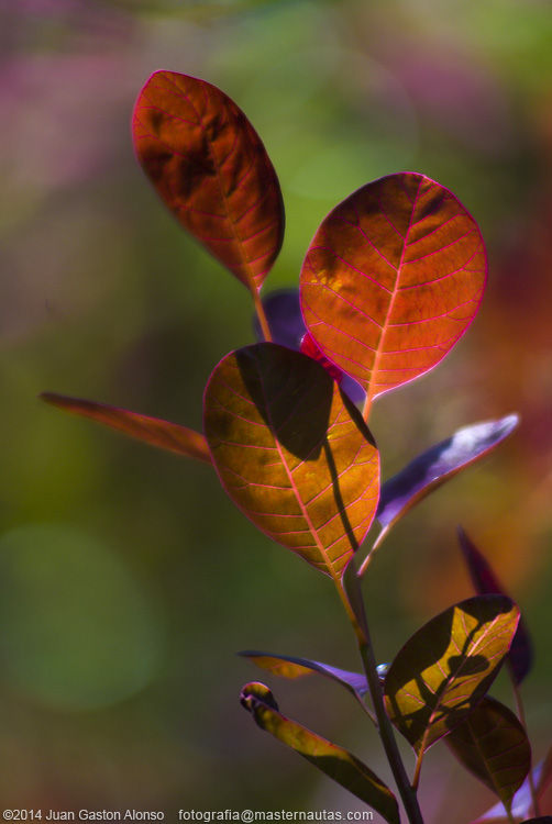 Cotinus Coggygria, con Nikon D80 y Tokina 70-200mm