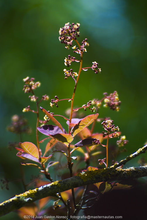 Cotinus Coggygria, con Nikon D80 y Tokina 70-200mm