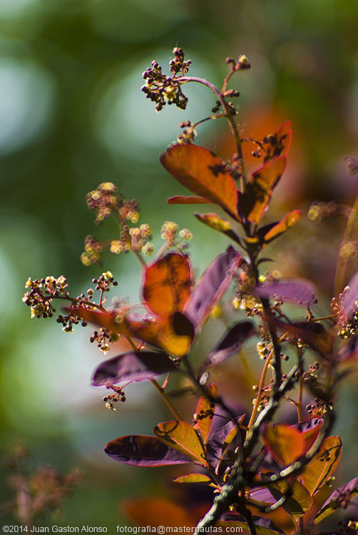 Cotinus Coggygria, con Nikon D80 y Tokina 70-200mm