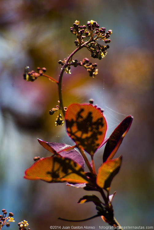 Cotinus Coggygria, con Nikon D80 y Tokina 70-200mm